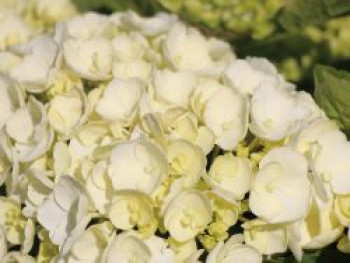 Ballhortensie 'First White', 30-40 cm, Hydrangea macrophylla 'First White', Containerware