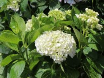 Gartenhortensie Forever & Ever ® WHITE, 20-40 cm, Hydrangea macrophylla Forever & Ever ® WHITE, Containerware