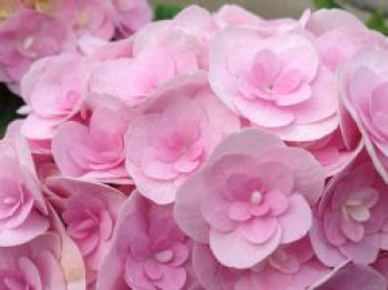 Gartenhortensie 'Love', 20-30 cm, Hydrangea macrophylla 'Love', Containerware