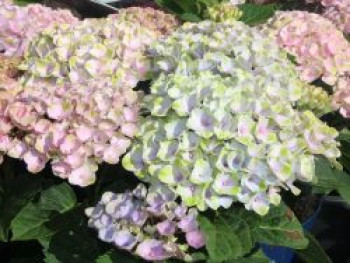 Ballhortensie &#8218;Magical Revolution&#8216;, 20-30 cm, Hydrangea macrophylla &#8218;Magical Revolution&#8216;, Containerware