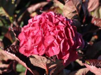 Ballhortensie 'Merveille Sanguinea', 20-30 cm, Hydrangea macrophylla 'Merveille Sanguinea', Containerware