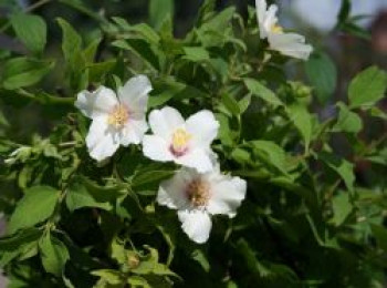 Gartenjasmin &#8218;Belle Etoile&#8216;, 40-60 cm, Philadelphus &#8218;Belle Etoile&#8216;, Containerware