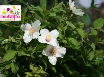 Gartenjasmin Buntstifter &#8218;Belle Etoile&#8216;, 40-60 cm, Philadelphus Buntstifter &#8218;Belle Etoile&#8216;, Containerware