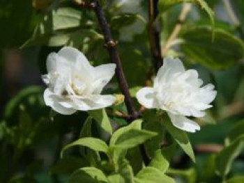 Gartenjasmin &#8218;Manteau d&#8216; Hermine&#8216;, 20-30 cm, Philadelphus &#8218;Manteau d&#8216; Hermine&#8216;, Containerware