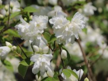 Gartenjasmin &#8218;Minnesota Snowflake&#8216;, 60-80 cm, Philadelphus &#8218;Minnesota Snowflake&#8216;, Containerware