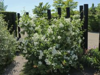 Gartenjasmin &#8218;Natchez&#8216;, 60-80 cm, Philadelphus &#8218;Natchez&#8216;, Containerware