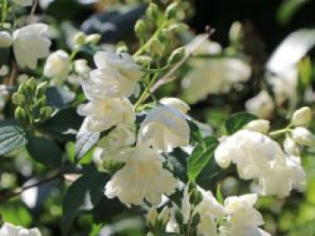 Gartenjasmin &#8218;Snowbelle&#8216;, 40-60 cm, Philadelphus &#8218;Snowbelle&#8216;, Containerware