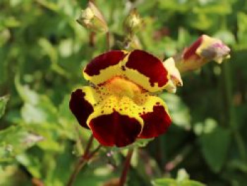 Gauklerblume 'Grandiflorus', Mimulus luteus 'Tigrinus Grandiflorus', Topfware