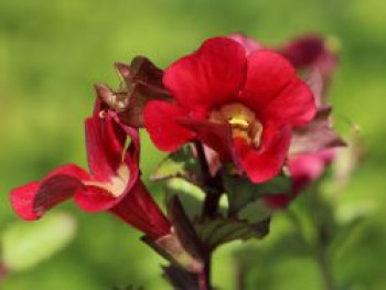 Gauklerblume &#8218;Roter Kaiser&#8216;, Mimulus cupreus &#8218;Roter Kaiser&#8216;, Topfware