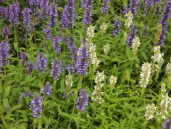 Geaderte Katzenminze, Nepeta nervosa, Topfware