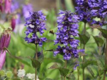 Geaderte Katzenminze 'Neptune', Nepeta nervosa 'Neptune', Containerware