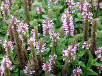 Geaderte Katzenminze 'Pink Cat', Nepeta nervosa 'Pink Cat', Topfware