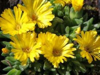 Gedrängte Mittagsblume, Delosperma congestum, Topfware