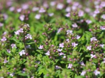 Gedrungener Thymian 'Compactus', Thymus vulgaris 'Compactus', Containerware