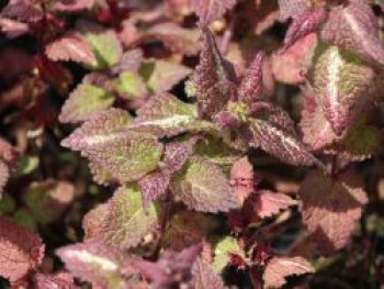 Gefleckte Taubnessel 'Chequers', Lamium maculatum 'Chequers', Topfware