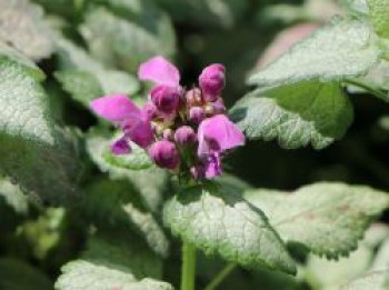 Gefleckte Taubnessel &#8218;Red Nancy&#8216;, Lamium maculatum &#8218;Red Nancy&#8216;, Topfware