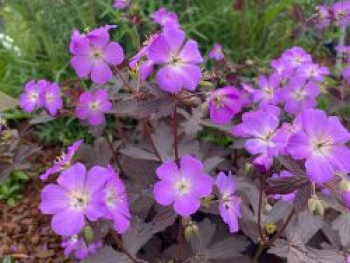 Gefleckter Storchschnabel 'Stormy Night', Geranium maculatum 'Stormy Night', Topfware