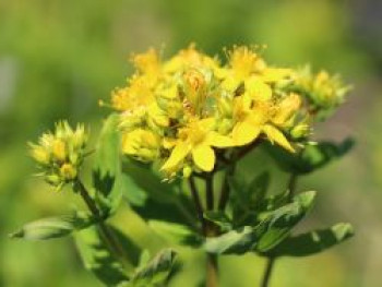 Geflügeltes Johanniskraut, Hypericum tetrapterum, Topfware