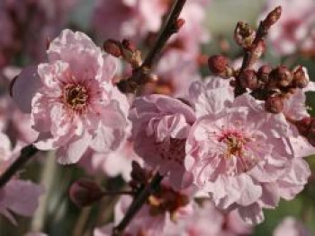 Gefülltblühende Blutpflaume, Stamm 80 cm, 100-125 cm, Prunus blireana, Stämmchen