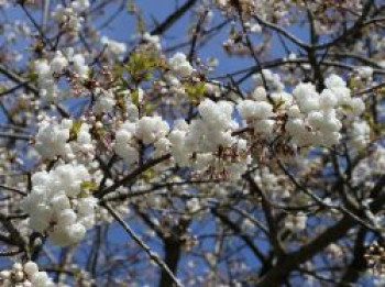 Gefülltblühende Chinakirsche &#8218;Alba Plena&#8216;, 40-60 cm, Prunus glandulosa &#8218;Alba Plena&#8216;, Containerware