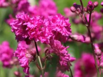 Gefülltblühende Pechnelke &#8218;Plena&#8216;, Lychnis viscaria &#8218;Plena&#8216;, Topfware