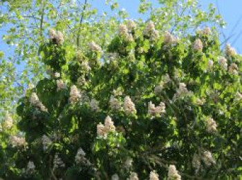 Gefülltblühende Rosskastanie 'Baumannii', 10-20 cm, Aesculus hippocastanum 'Baumannii', Topfware