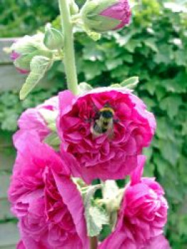 Gefülltblühende Stockrose &#8218;Pleniflora&#8216; (Violett), Alcea rosea &#8218;Pleniflora&#8216; (Violett), Topfware