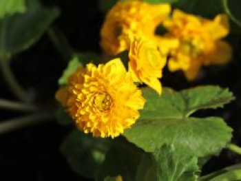 Gefülltblühende Sumpfdotterblume &#8218;Multiplex&#8216;, Caltha palustris &#8218;Multiplex&#8216;, Topfware