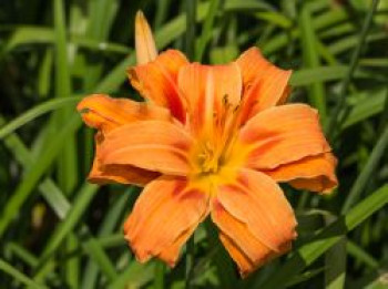 Gefülltblühende Taglilie &#8218;Kwanso&#8216;, Hemerocallis fulva &#8218;Kwanso&#8216;, Topfware