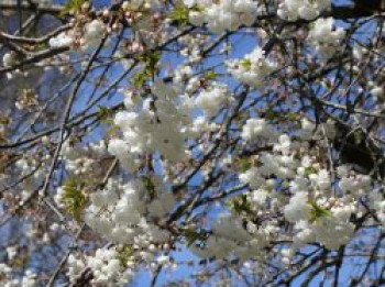 Gefülltblühende Vogelkirsche, 40-60 cm, Prunus avium &#8218;Plena&#8216;, Containerware