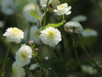 Gefülltblühender Hahnenfuß &#8218;Pleniflorus&#8216;, Ranunculus aconitifolius &#8218;Pleniflorus&#8216;, Topfware