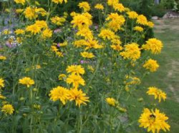 Gefülltblühender Sonnenhut &#8218;Goldquelle&#8216;, Rudbeckia laciniata &#8218;Goldquelle&#8216;, Topfware