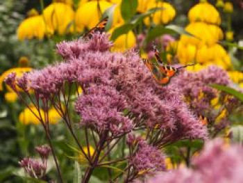 Gefülltblühender Wasserdost &#8218;Plenum&#8216;, Eupatorium cannabinum &#8218;Plenum&#8216;, Topfware