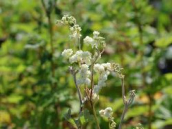 Gefülltblühendes Mädesüß &#8218;Plena&#8216;, Filipendula ulmaria &#8218;Plena&#8216;, Topfware