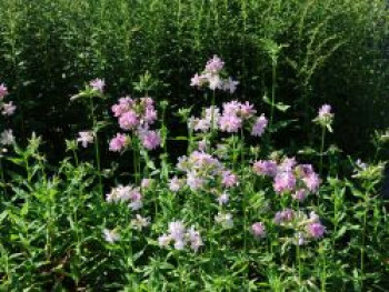 Gefülltblühendes Seifenkraut &#8218;Rosea Plena&#8216;, Saponaria officinalis &#8218;Rosea Plena&#8216;, Topfware