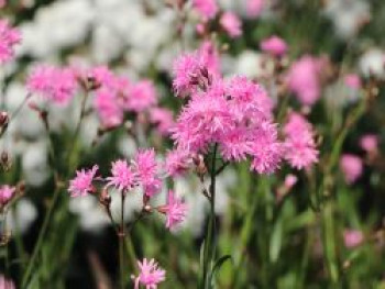 Gefülltblühende Kuckucks-Lichtnelke 'Petite Jenny', Lychnis flos-cuculi 'Petite Jenny', Topfware