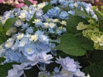 Gefüllte Tellerhortensie You & Me 'Forever' ®, 10-20 cm, Hydrangea macrophylla You & Me 'Forever' ®, Topfware
