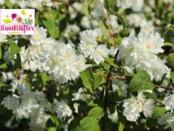 Gefüllter Gartenjasmin / Pfeifenstrauch Buntstifter 'Schneesturm', 40-60 cm, Philadelphus Buntstifter 'Schneesturm', Containerware