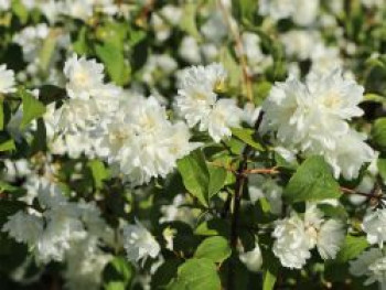 Gefüllter Gartenjasmin / Pfeifenstrauch &#8218;Schneesturm&#8216;, 100-150 cm, Philadelphus &#8218;Schneesturm&#8216;, Containerware