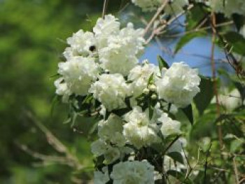 Gefüllter Gartenjasmin / Pfeifenstrauch 'Virginal', 100-125 cm, Philadelphus 'Virginal', Containerware