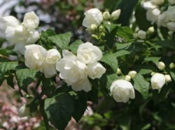 Gefüllter Pfeifenstrauch &#8218;Little White Love&#8216; ®, 20-30 cm, Philadelphus coronarius &#8218;Little White Love&#8216; ®, Containerware