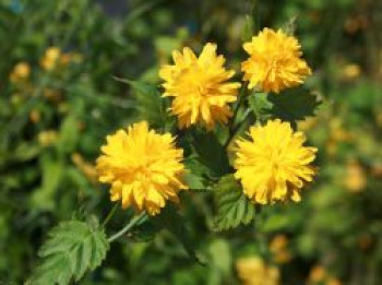 Gefüllter Ranunkelstrauch / Kerrie 'Pleniflora', 40-60 cm, Kerria japonica 'Pleniflora', Containerware