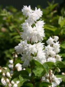Gefüllter Sternchenstrauch 'Candidissima', 10-20 cm, Deutzia scabra 'Candidissima', Topfware