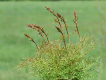 Geißbart 'Fairy Hair', Aruncus dioicus 'Fairy Hair', Topfware