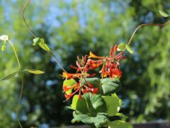 Geißblatt 'Dropmore Scarlet' / Rote Geißschlinge, 100-150 cm, Lonicera brownii 'Dropmore Scarlet', Containerware