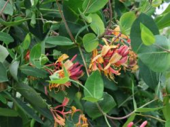 Geißblatt / Geißschlinge 'American Beauty', 100-150 cm, Lonicera x heckrottii 'American Beauty', Containerware