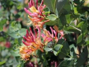 Geißblatt / Geißschlinge 'Goldflame', 100-150 cm, Lonicera x heckrottii 'Goldflame', Containerware