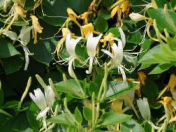 Geißblatt &#8218;Hall&#8217;s Prolific&#8216;, 60-100 cm, Lonicera japonica &#8218;Hall&#8217;s Prolific&#8216;, Containerware