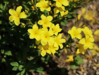 Gelbblühender Lein 'Compactum', Linum flavum 'Compactum', Topfware
