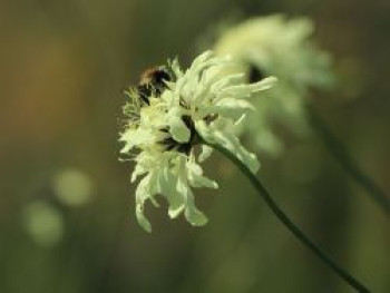 Gelbblühendes Krätzkraut, Scabiosa ochroleuca, Topfware